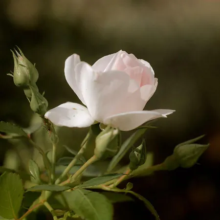 Apartment Herrenhaus Kunzwerda Bei - Aparthotel, Boardinghouse, Wohnen Auf Zeit Torgau